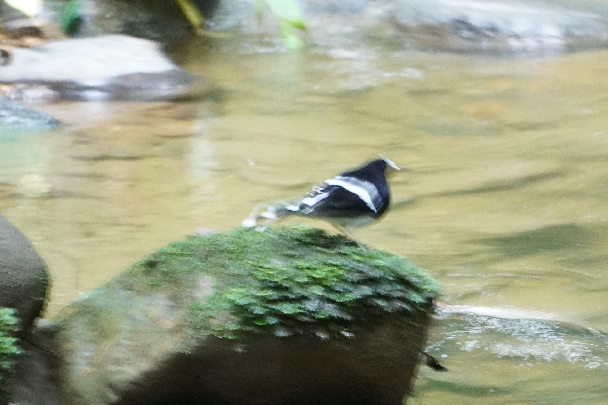 Bornean Forktail (Enicurus borneensis), photo 1