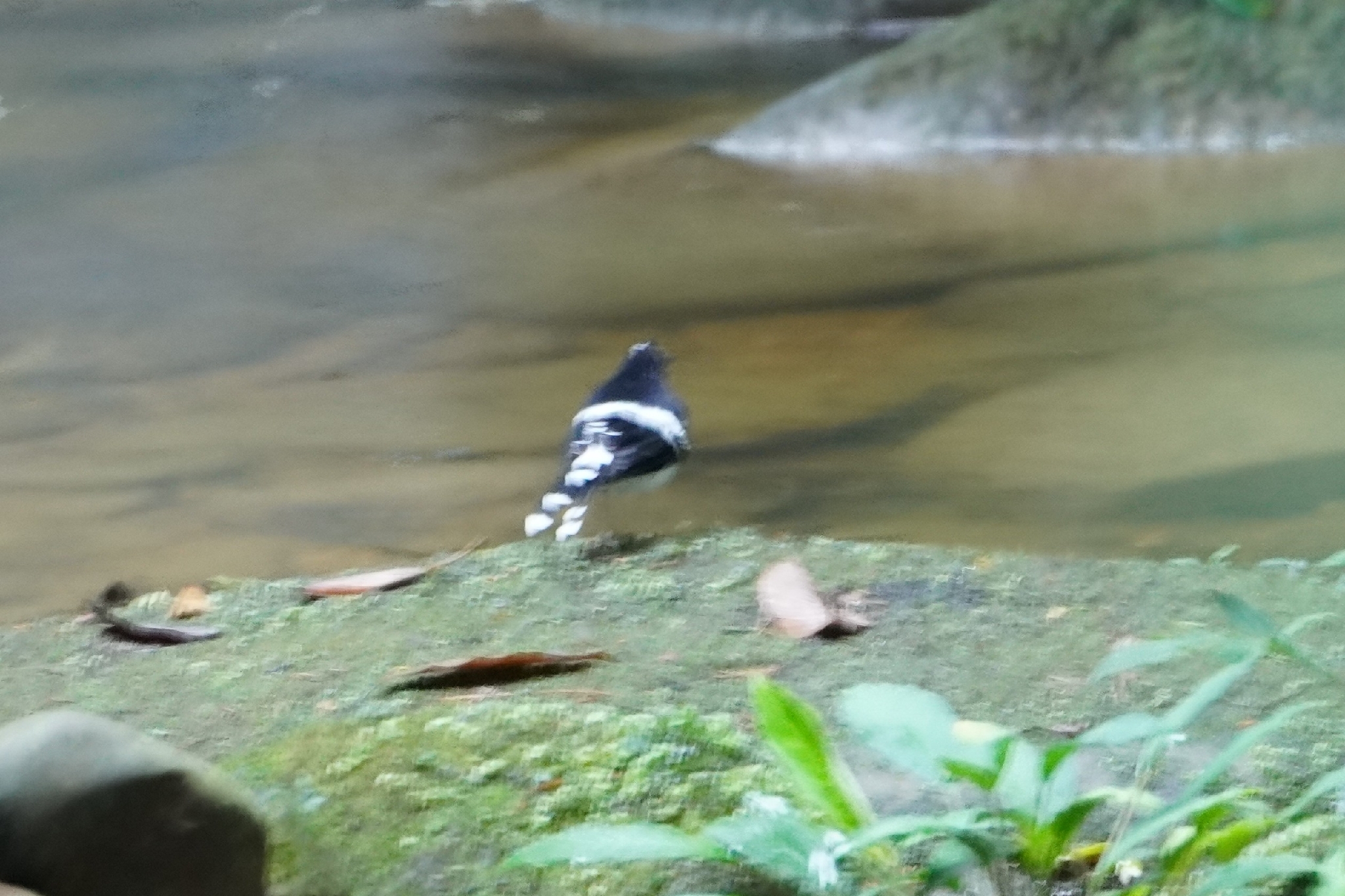 Bornean Forktail (Enicurus borneensis), photo 2