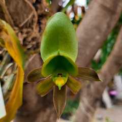 Catasetum osculatum