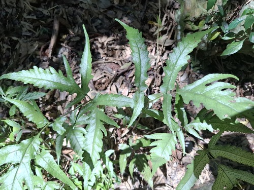 Tectaria subtriphylla observed 2026-06-20
