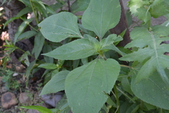 Tithonia tubaeformis