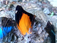 Historis odius odius