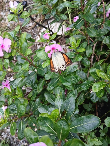 Great Orange Tip