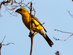 Pheucticus chrysopeplus