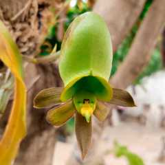 Catasetum osculatum