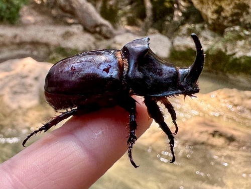 Oryctes nasicornis corniculatus