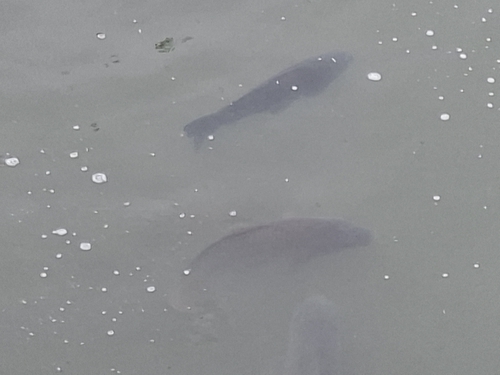 Amur Carp