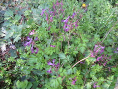 Corydalis incisa