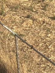 Pyrocephalus rubinus mexicanus