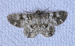 Thallogama corticola