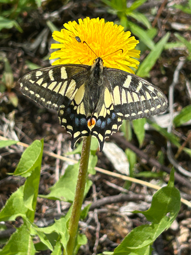 Alaskan Old World Swallowtail