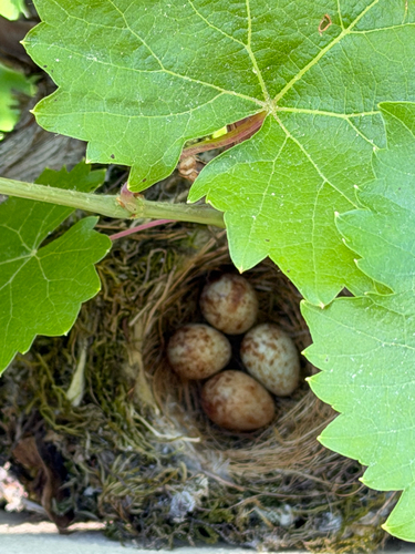 Sperlingsvögel
