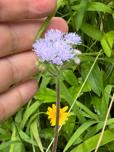 Ageratum houstonianum observed 2026-06-24