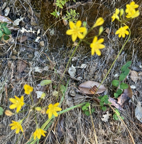 Triteleia ixioides, photograph 5