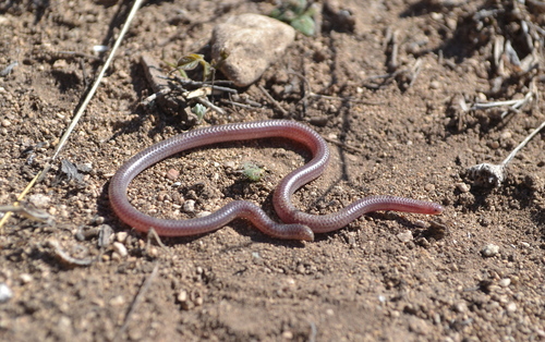 Photo of a Texas Blind Snake (Rena dulcis)
