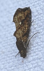 Plusiodonta arctipennis