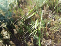 Avena clauda