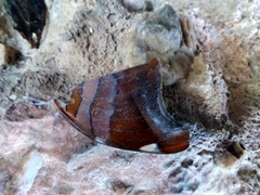 Historis odius odius