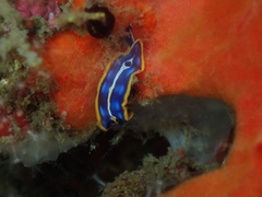 Felimare fontandraui