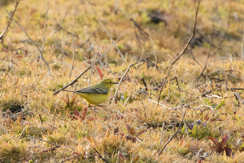 Western Yellow Wagtail