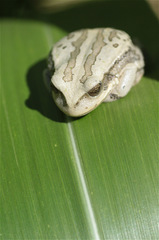 Gastrotheca cuencana