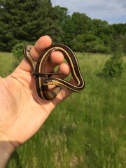 Thamnophis butleri
