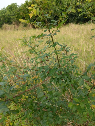 Phyllanthus reticulatus