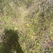 Acacia monticola
