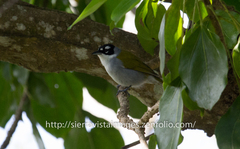 Phaenicophilus palmarum