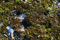 Gonioctena fornicata