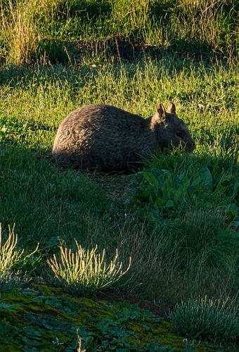 Southern Hairy-nosed Wombat