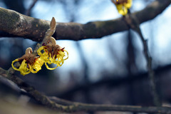 Hamamelis japonica