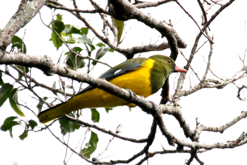 iNaturalist image