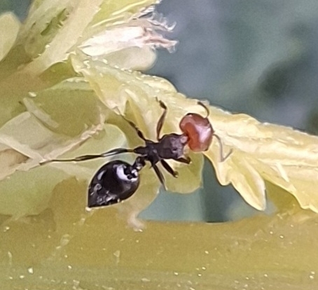 Mediterranean Acrobat Ant