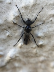 Bibio albipennis