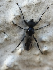 Bibio albipennis