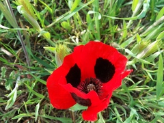 Papaver commutatum