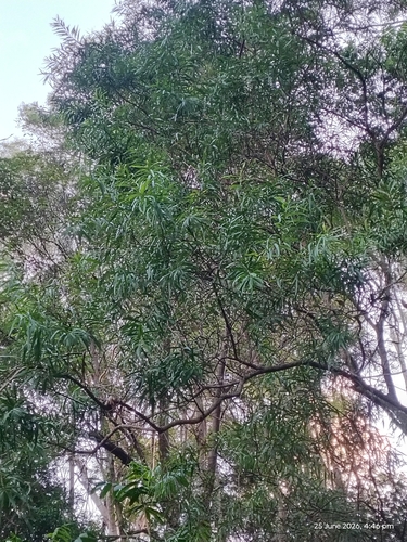 Daviesia arborea observed 2026-06-25