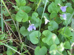 Viola grypoceras