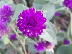 Magnoliopsida