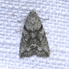 Calathusa basicunea