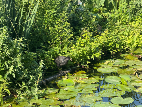 Eurasian Coot
