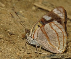 Dynamine colombiana