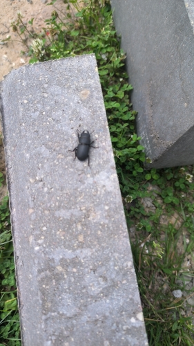 Lesser Stag Beetle