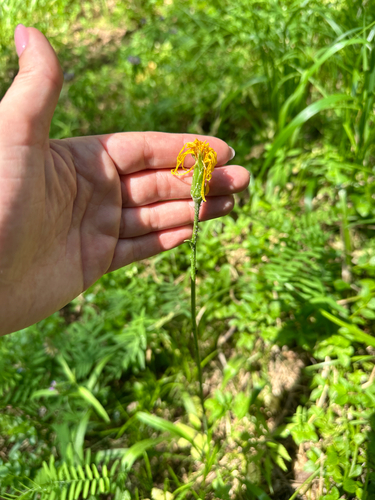 Scorzonera radiata, photograph 4