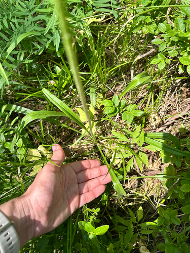 Scorzonera radiata, photograph 5