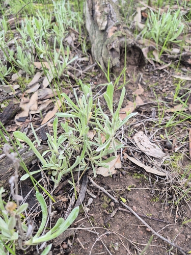 Common Everlasting