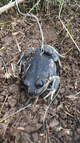 Eastern Banjo Frog