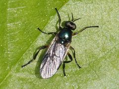 Actina chalybea