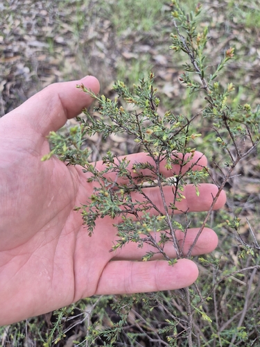 common eutaxia